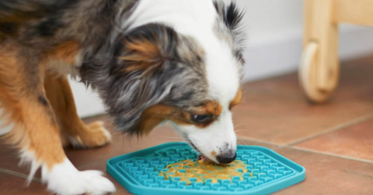 Mantequilla de maní para perros: un premio delicioso y saludable.